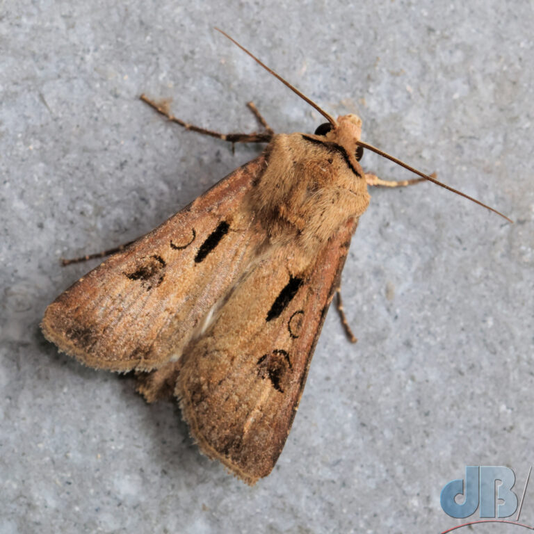 Heart & Dart, Agrotis exclamationis