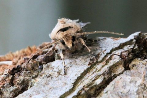 Heart & Dart (Agrotis exclamationis)