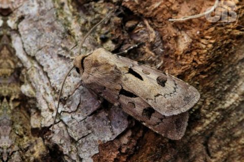 Heart & Dart (Agrotis exclamationis)