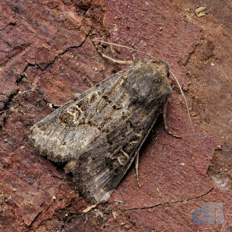 Hedge Rustic