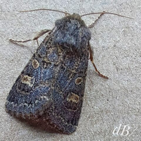 Hedge Rustic