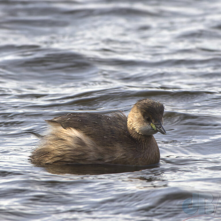 One of three Little Grebe on the pond at Holkham on Friday