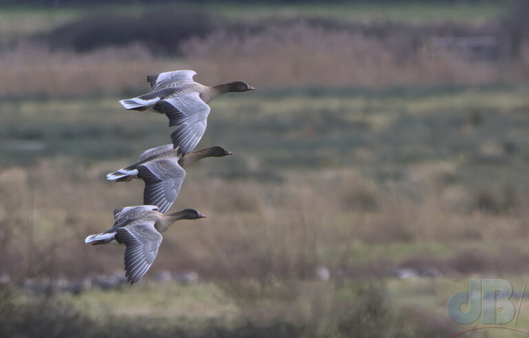 A tiny fraction of the flock of Pink-footed Geese at Holkham. There were several thousand.