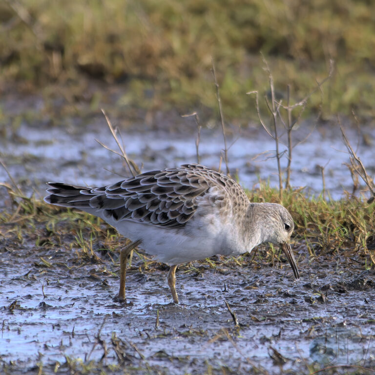 Ruff at Holkham