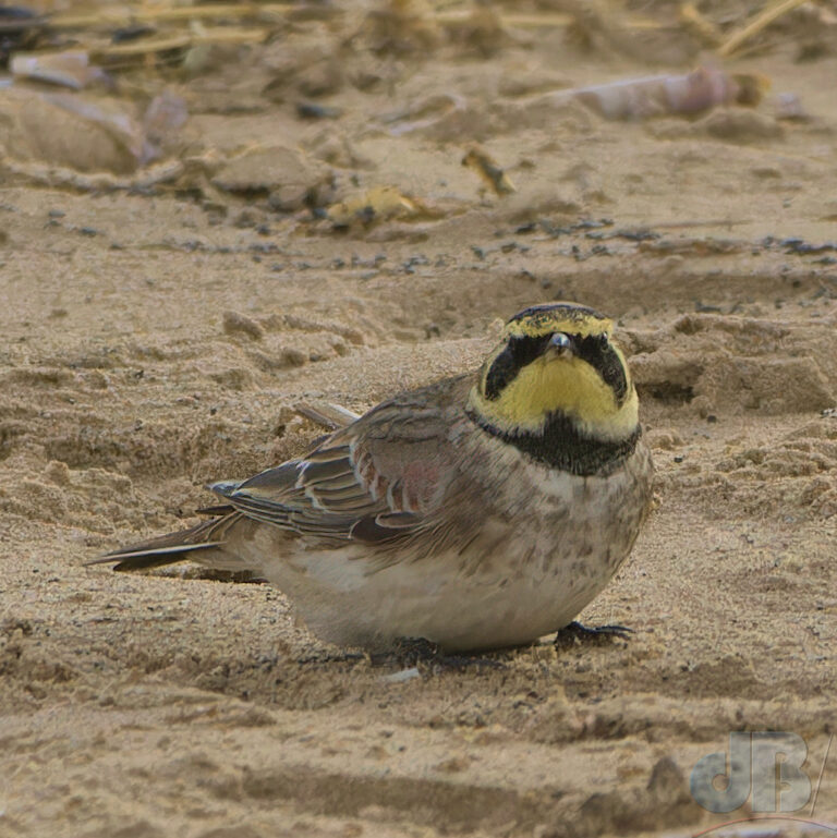 Shore Lark, one of 14 in a flock at Holkham Gap