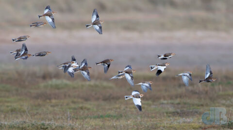 Parial flock of 30+ Snow Bunting, Holkham Gap