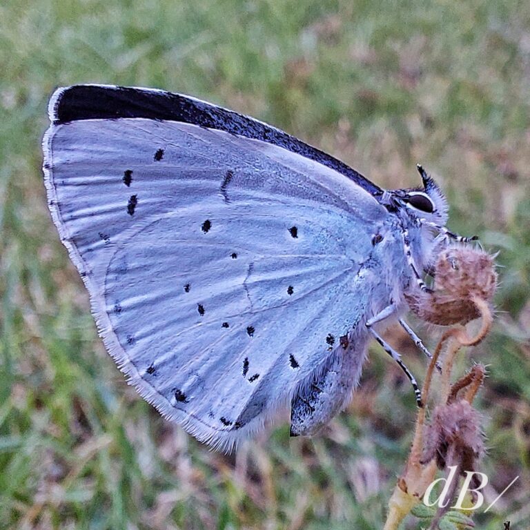 Holly Blue at roost in the middle of the lawn
