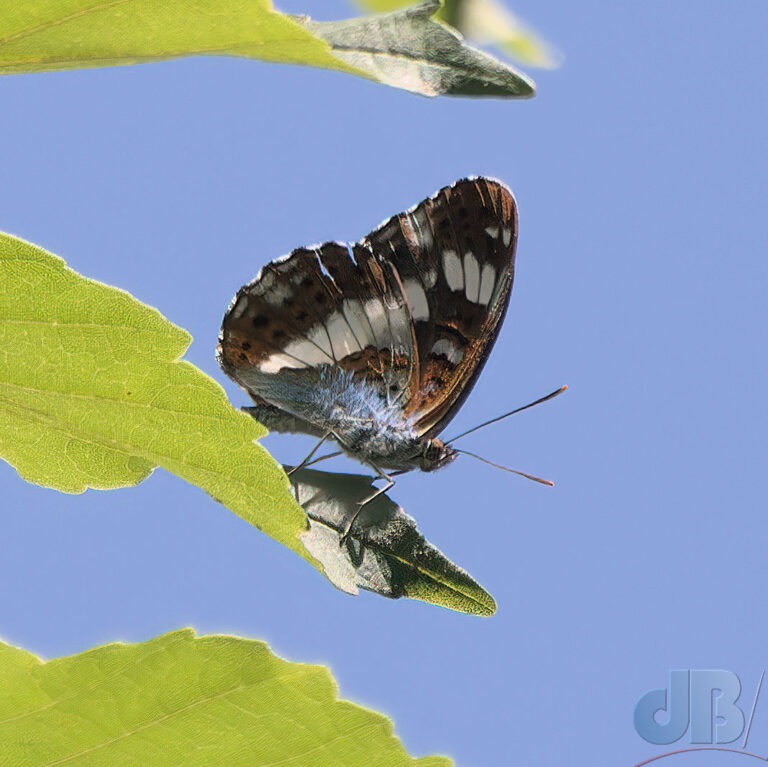 White Admiral butterfly high up in a tree at Holt CountryPark