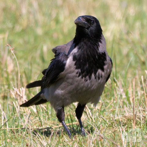 Hooded Crow, Corvus cornix