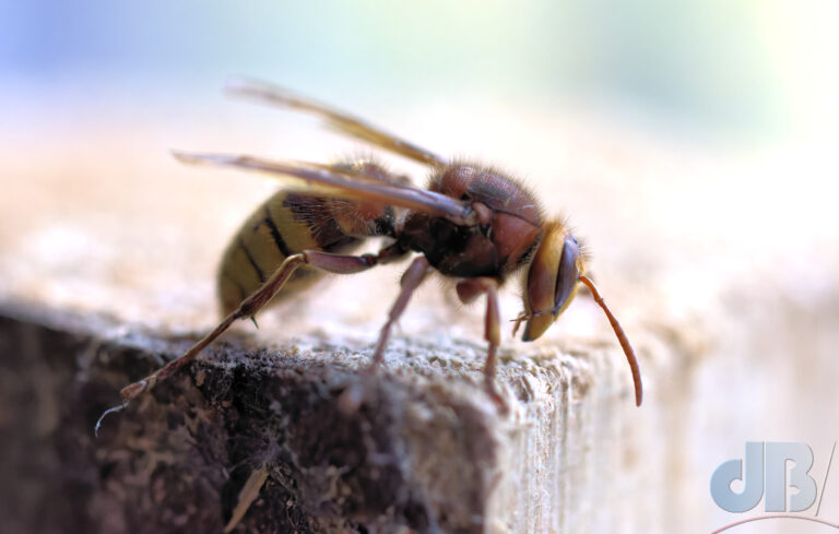 European Hornet