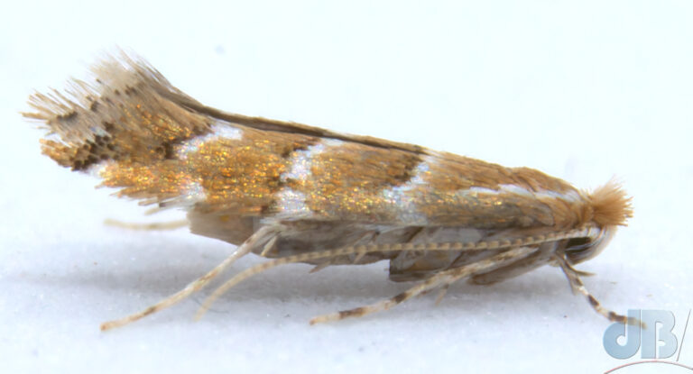 Horse Chestnut Leaf-miner, Cameraria ohridella [Deschka & Dimic, 1986]. Shiny scales reflecting macro "studio" LED lighting