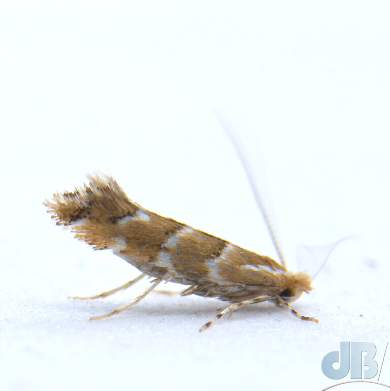 Horse Chestnut Leaf-miner moth in its unusual head-down, tail-up posture
