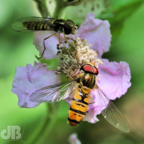 Hoverflies