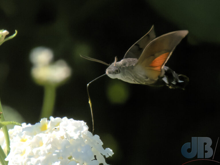 Hummingbird Hawk-moth