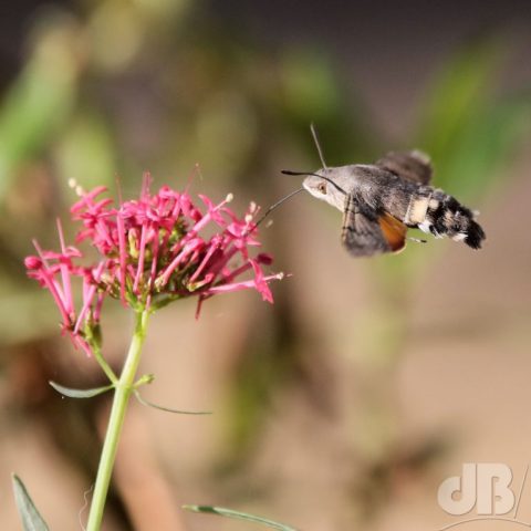 Hummingbird hawk-moth