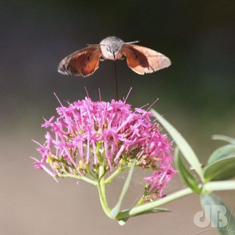 Hawk-moths – Imaging Storm