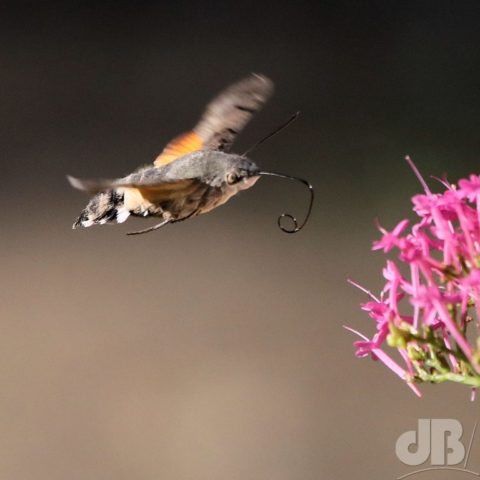 Hummingbird Hawk-moth nectaring on Red Valerian