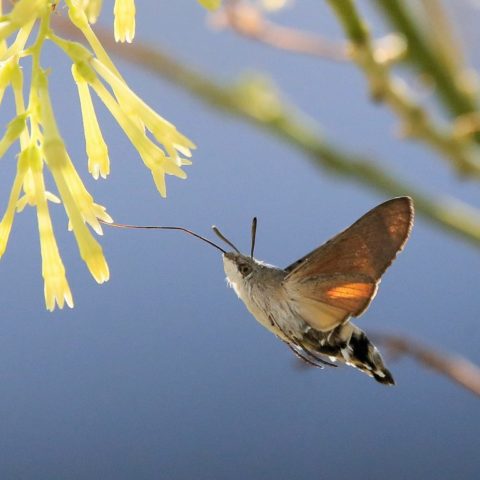 Hummingbird hawk-moth