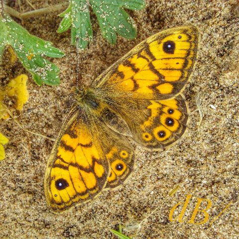 Wall Brown butterfly