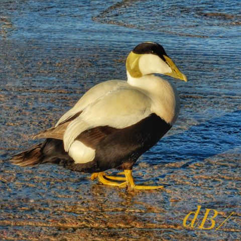 Male Eider