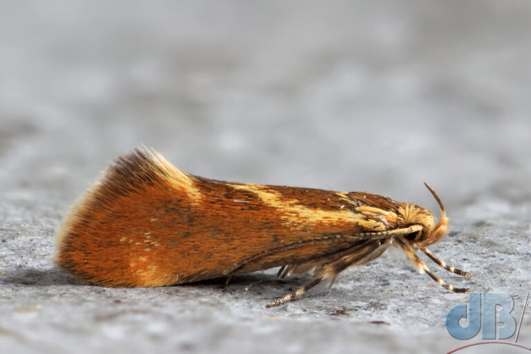 Italian Bark Moth, Metalampra italica (Baldizzone, 1977)