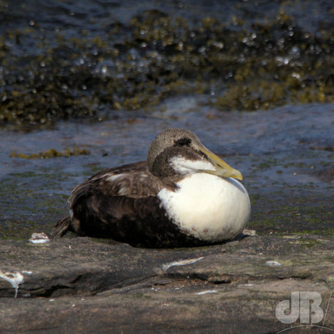 Juvenile male Eider Duck
