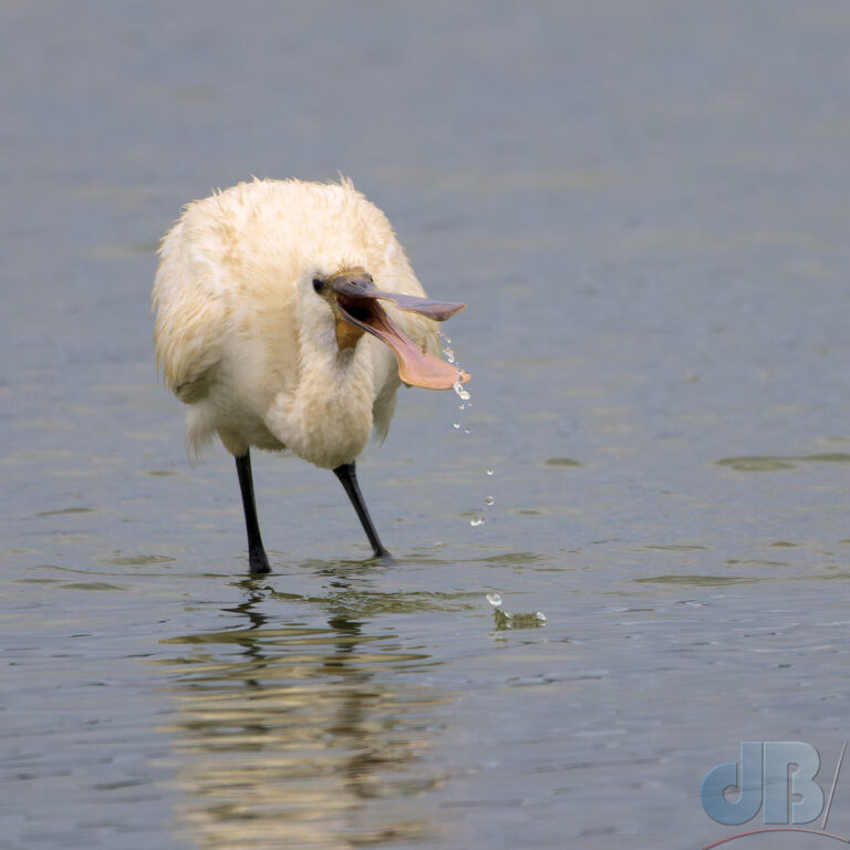 Spoonbill, Brownsea Island