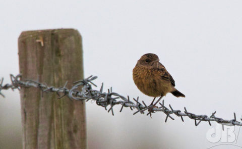 Juvenile Stonechat