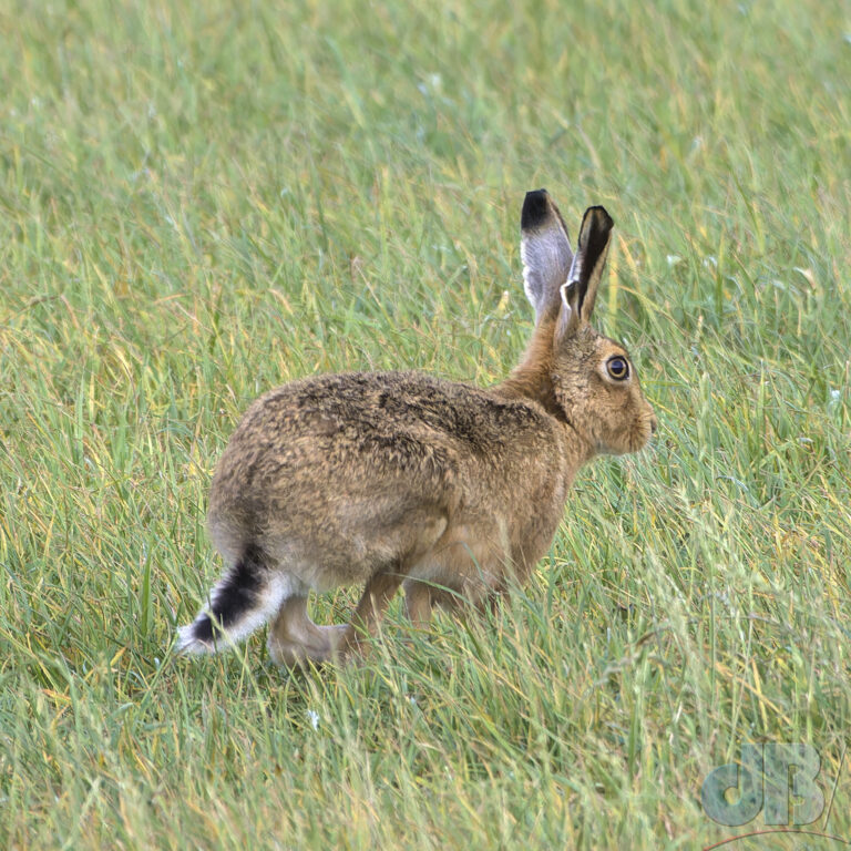 Hare