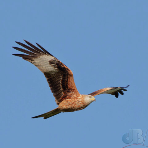 Red Kite flying against a blue sky