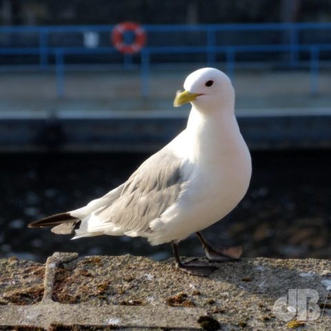 Kittiwake outside the top-floor restaurant, the Baltic Flour Mills, Gateshead