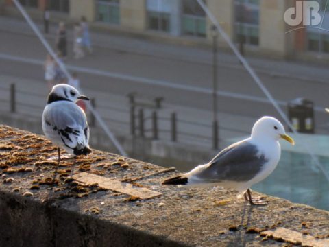 Kittiwakes on the upper deck of the Baltic Flour Mills, Gateshead