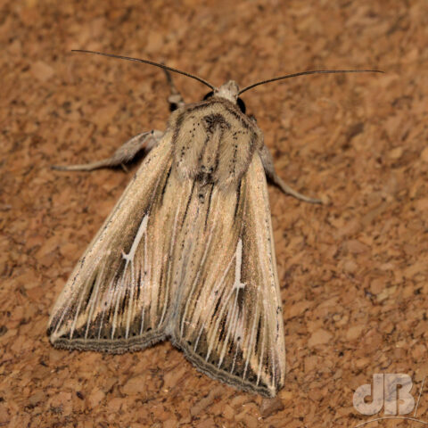 L-album Wainscot moth