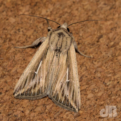 L-album Wainscot