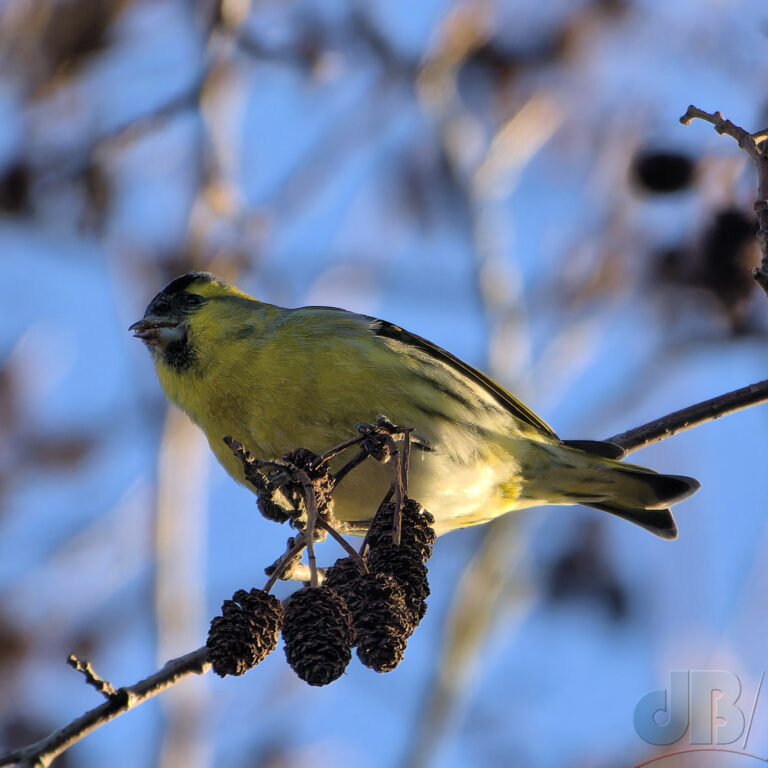 Male Siskin feeding in an alder tree at SWT Lackford Lakes
