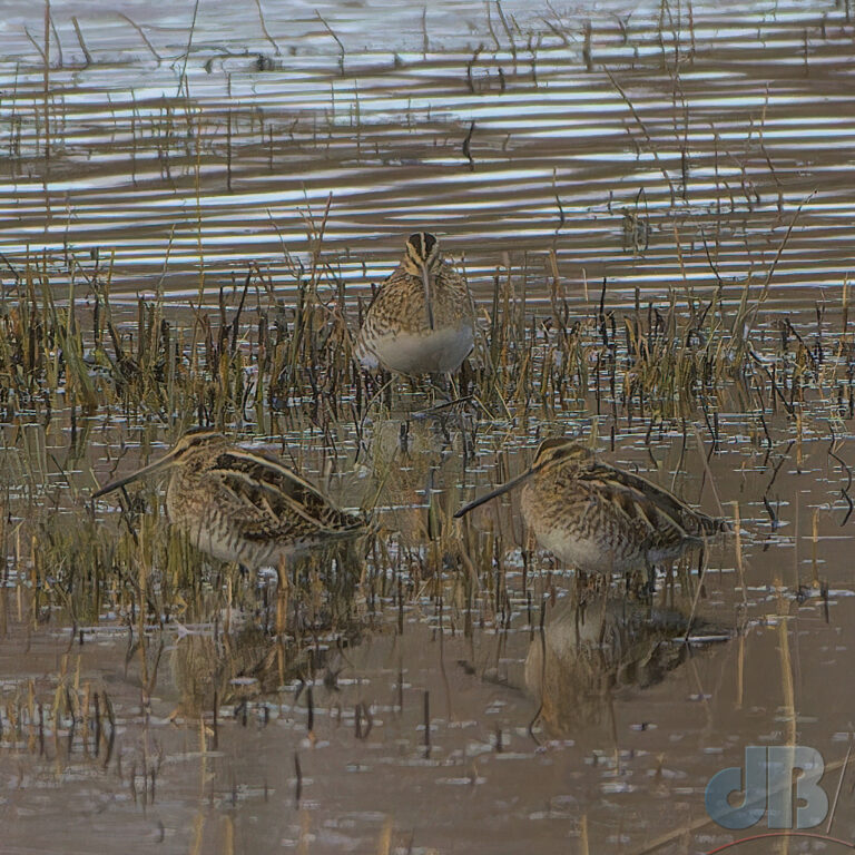 Three wading Snipe