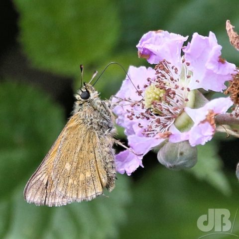 Large Skipper