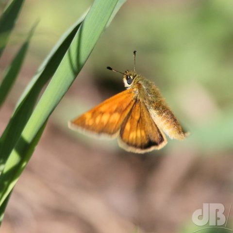 Large Skipper