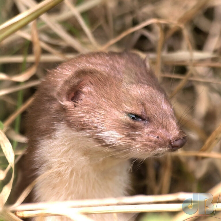 Least Weasel at Woodwalton Fen NNR