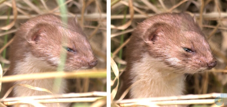 Least Weasel photo before and after Firefly retouching