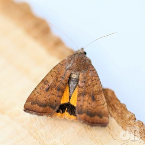 Least Yellow Underwing, new for me 25 July 2019