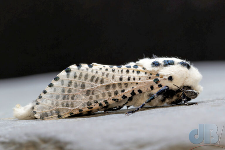 Sideview of the Leopard Moth, not the structure of the antenna