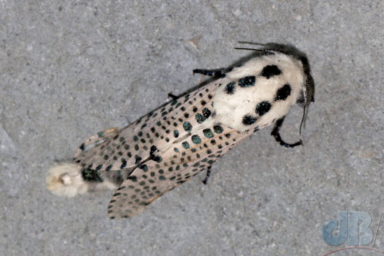 Bird's eye view of a Leopard Moth, the spots presumably confuse them into imagining the moth is nothing edible