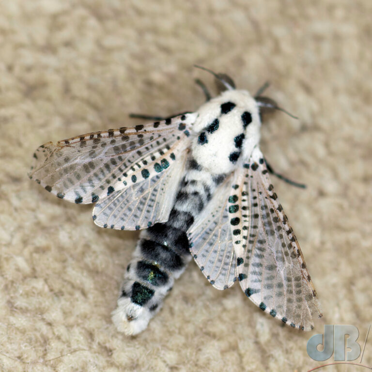 Leopard Moth. Its forewings with flapping very rapidly, but flash and a fast shutter froze teh action