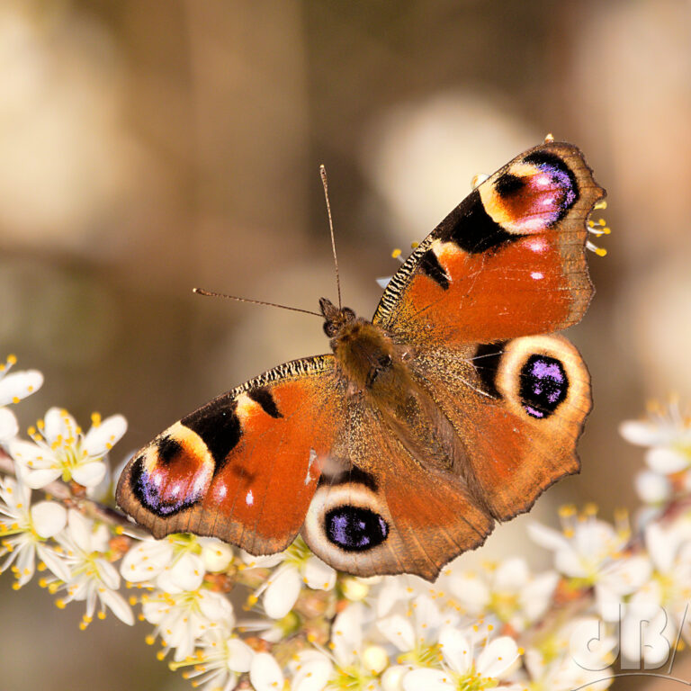 Four eyes of the European Peacock