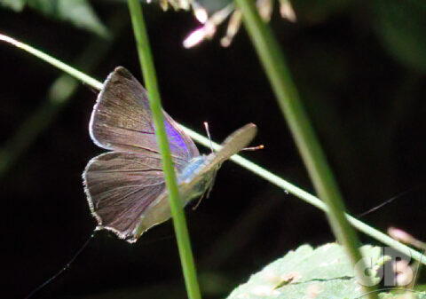 Purple Hairstreak in flight