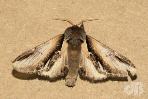 Lesser Swallow Prominent