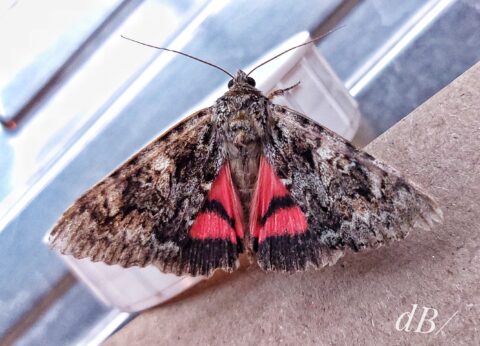 Light Crimson Underwing was drawn to the LepiLED in the New Forest session in 2022