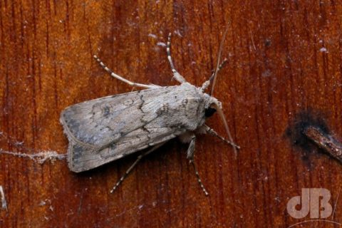 Light Feathered Rustic (Agrotis cinerea)