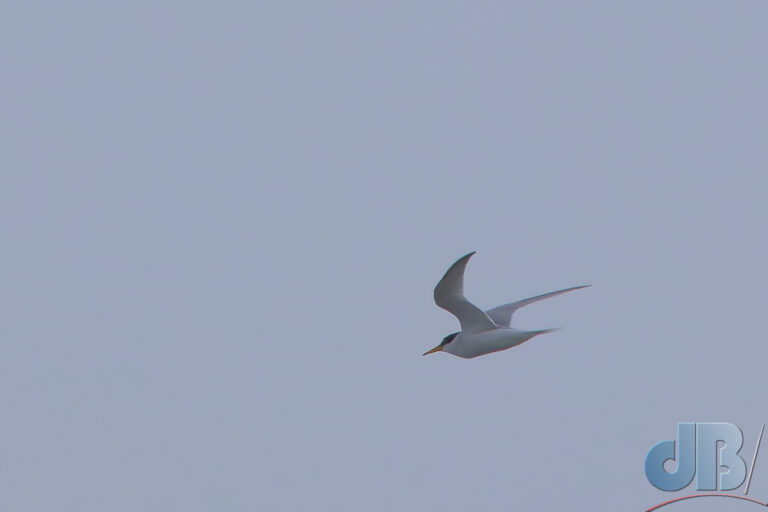 Record shot of the Little Tern